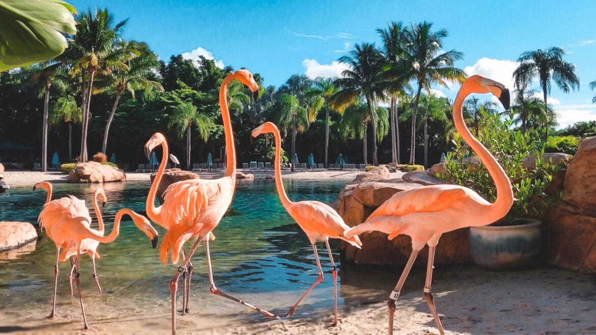pink flamingos standing in the water